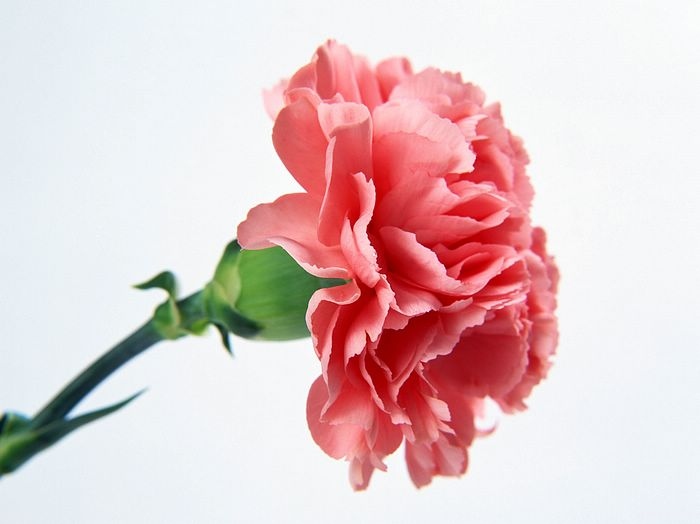 carnation, cute and flower