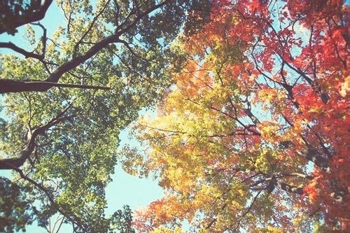 autumn, beauty and blue sky