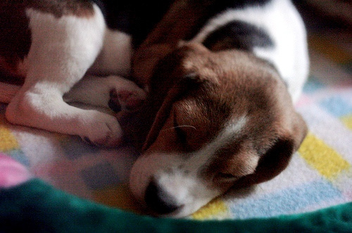 beagle, cute and dog
