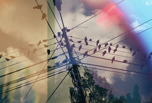 birds, photography and power line