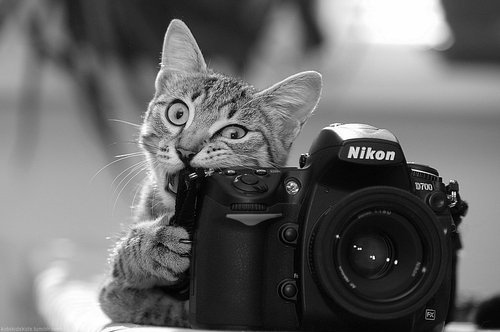 black and white, camera and cat