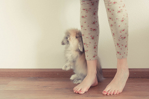 bunny, cute and feet