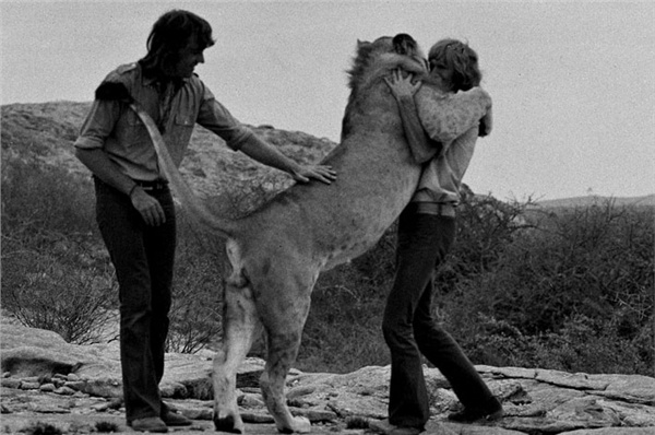 christian the lion, cristian and friends