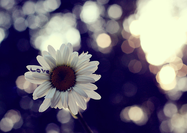 daisies, daisy and flower