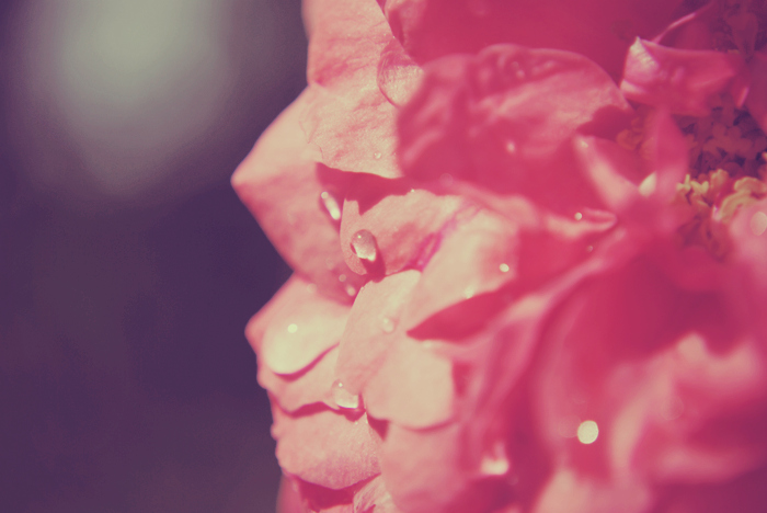 flower, pink and rain drops