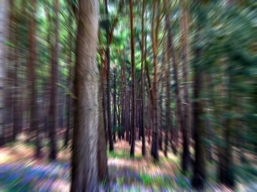 forest, motion and nature