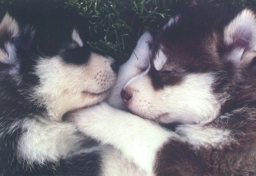 -cute-dogs-huskies-husky-own-Favim.com-7
