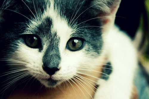 adorable, cat, cute, eyes, furry, kitten