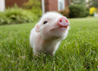 animal, baby, cute, green, nature, photo