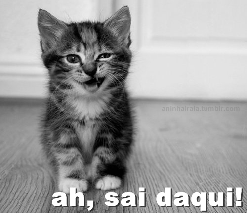 animals, aninha irala, black and white, bored, boring, cat