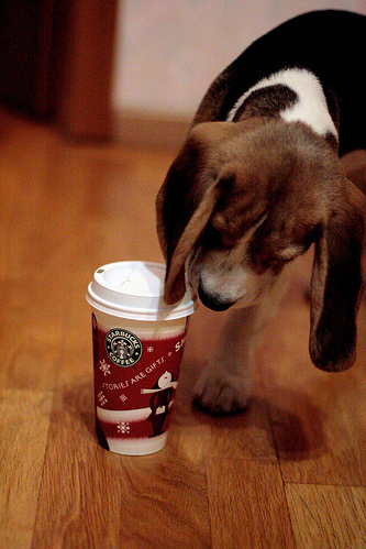cute puppies pictures to color. beagle, coffee, color, cute,