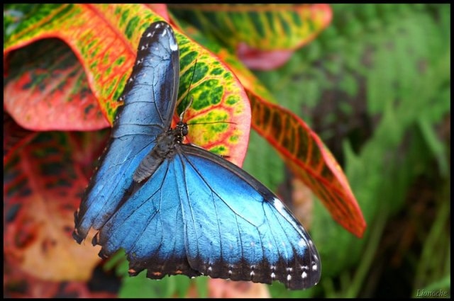 blue, blue butterfly and butterfly