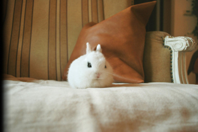 bunny,  cute and  djur