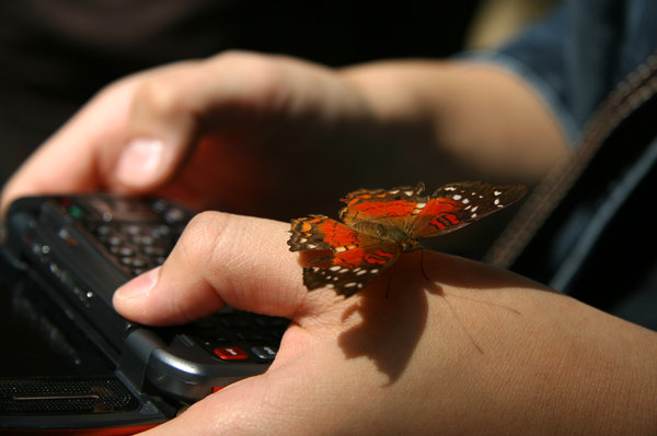 butterfly, girl and hand