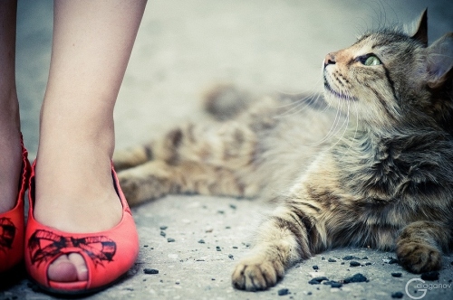 cat, cute and feet
