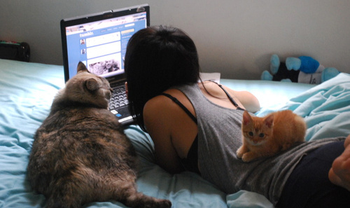 cats,  computer and  fat cat