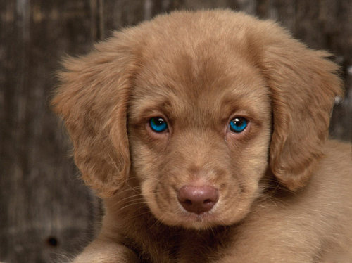 blue, cute and dog