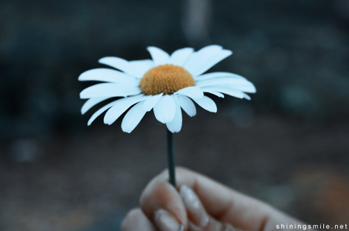 daisy, fingers and flower