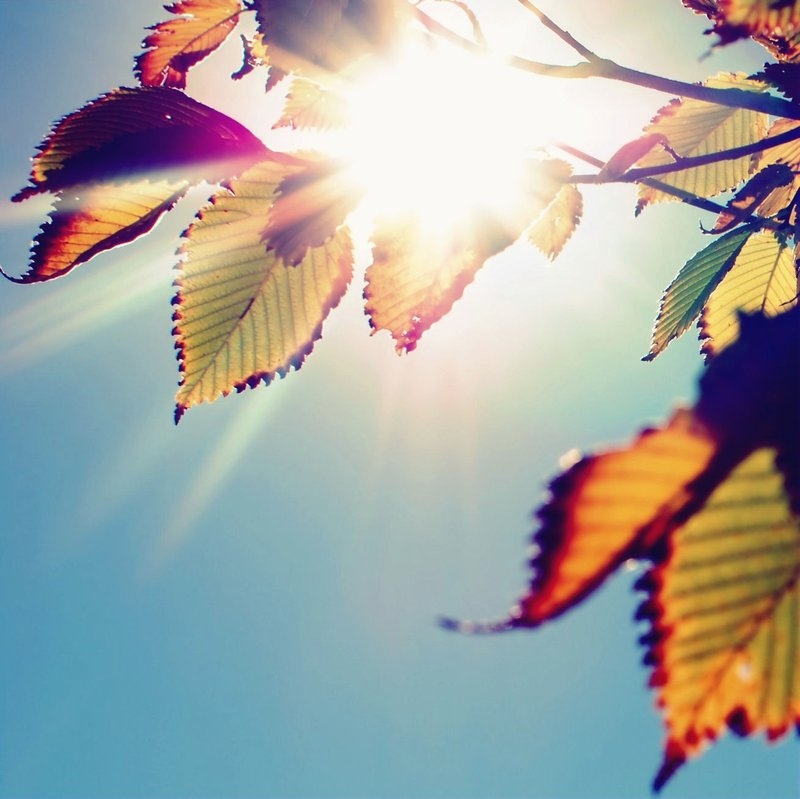 leaves, nature and sun