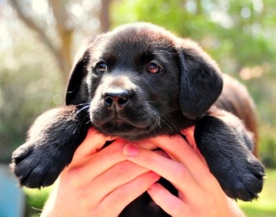 adorable,  black lab and  cute
