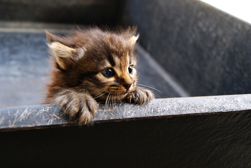 aww-cat-cute-djur-gato-kitten-Favim.com-72989.jpg
