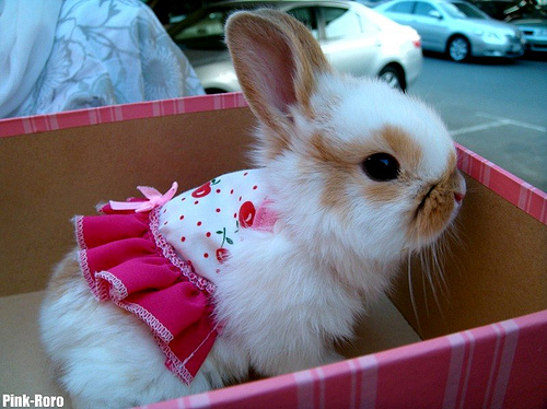 bunny, cute and dress