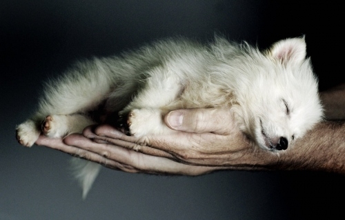 cute,  dog and  hand