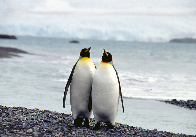 cute, love and penguin