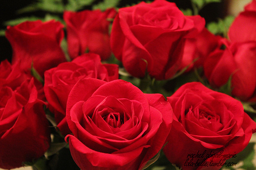 photography, red and rose