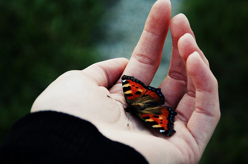 art, butterfly and hand