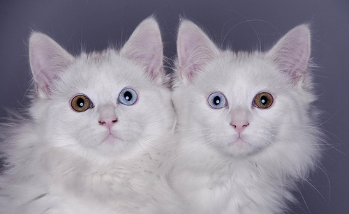 beautiful,  cat and  cat eyes