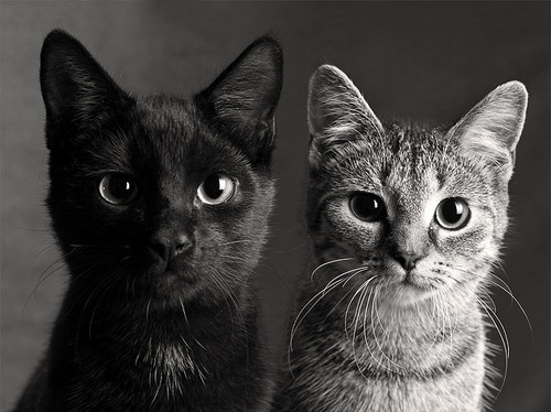 black and white, cats and cute