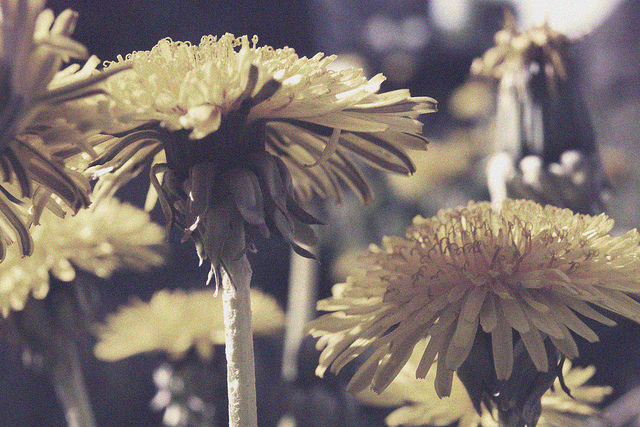 close up, dandelion and dandelions