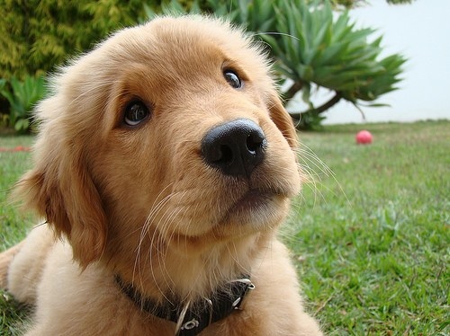 cute puppy face