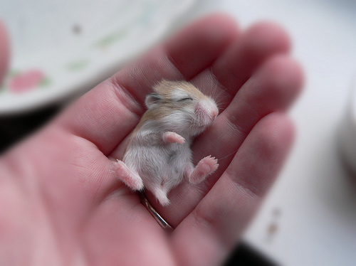 adoralbe, cute and hamster
