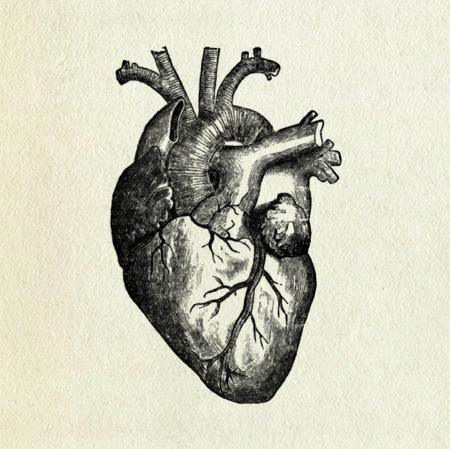 amazing, anatomical heart and b&w