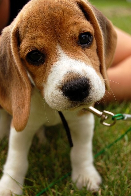 Cute Beagle Puppy Cute Beagle Puppy