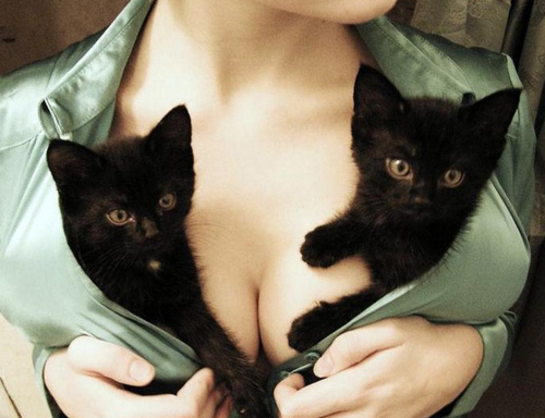 boobs,  cats and  kittens