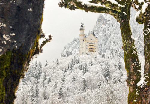 castle, forest and snow