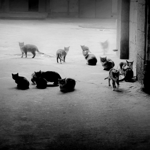 black and white, cats and kittens