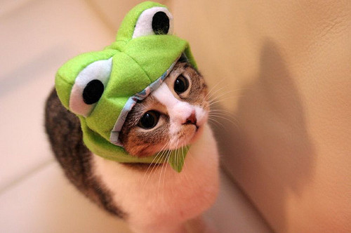 cat, costume and cute