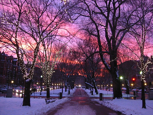 christmas-lights-nature-photography-pink