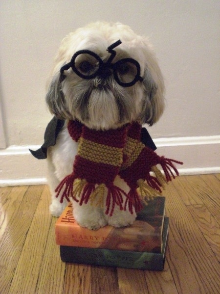 cute, dog and harry potter