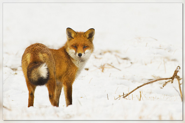 cute, fox and orange