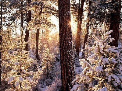 forest,  snow and  trees