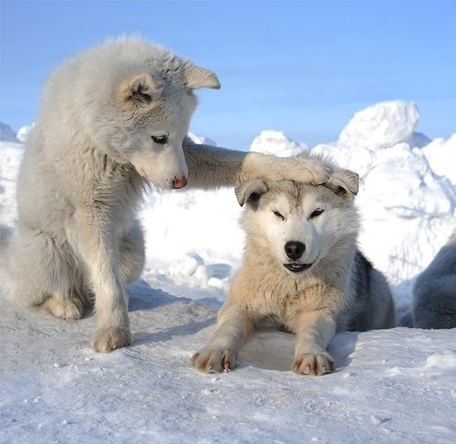 http://favim.com/orig/201106/16/affection-cubs-cute-snow-wolf-wolf-cubs-Favim.com-77977.jpg