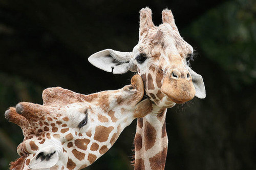 anw, cute and giraffes