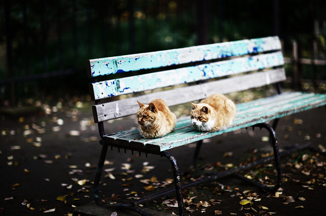 autumn, bench and cat