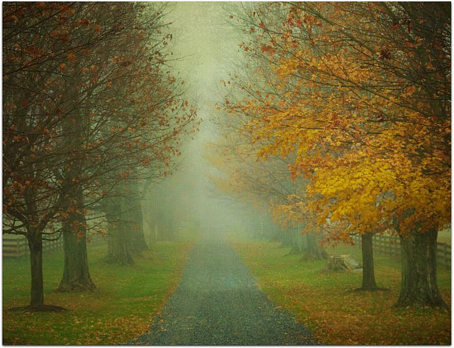 autumn, fall and fog