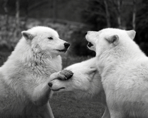 Black And White Husky Dogs. lack and white, dog, husky,